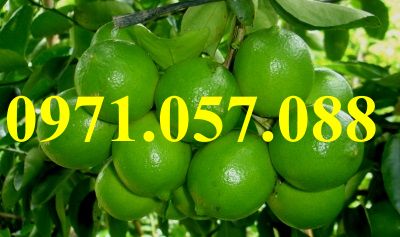 Cây giống chanh không hạt